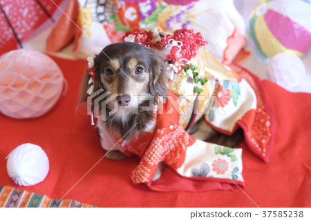Dog kimono dax Dog kimono dax 37585238