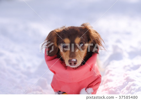 Dog playing with snow Dog Dax 37585480
