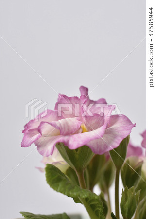 Primula Julian 37585944