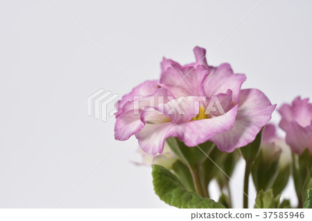 Primula Julian 37585946