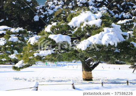 Snow scene of Hamarikyu Garden 37586226