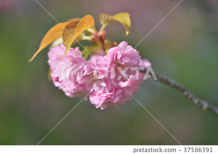 Yaezakura在京都 Yaezakura在京都 37586391