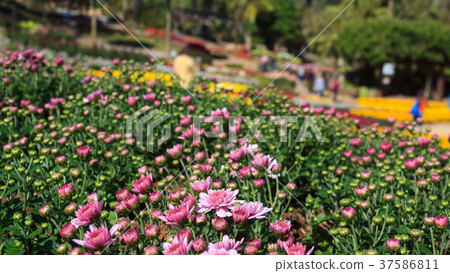 Garden of Doi Tung Royal Villa and Mae Fah Luang. 37586811
