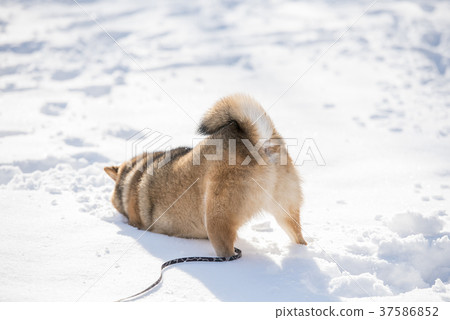 Shiba Inu愛上了雪 37586852