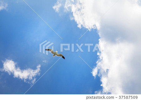 The gull flies in the clouds 37587509