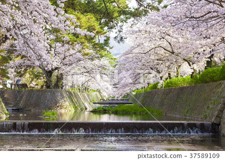 在兵庫縣西川市,鴨川公園盛開的櫻花 在兵庫縣西川市,鴨川公園盛開的櫻花 37589109