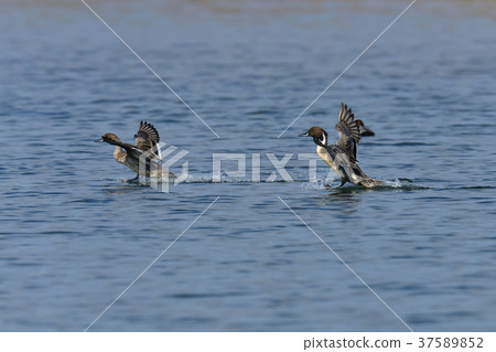 虎豹飛行 37589852