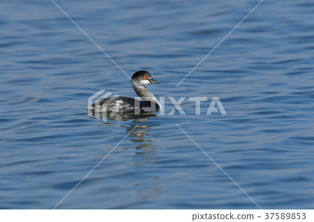 Hajiro Kaiburi 37589853