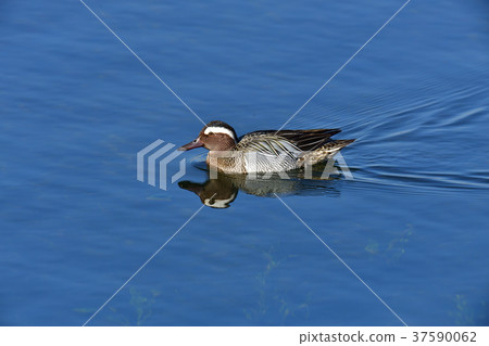 Shimaji Shimaji 37590062