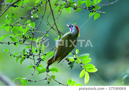 Aogera Aogera 37590069