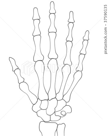 手骨 插圖素材 圖庫