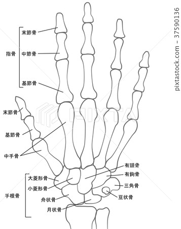 手骨 图库插图