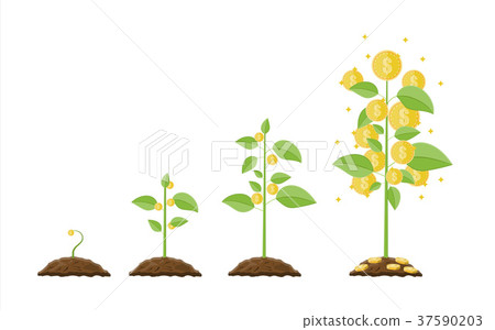 Growing money tree. Stages of growing. 37590203