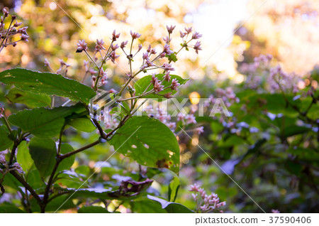 Pink and white flowers with small bokeh Pink and white flowers with small bokeh 37590406