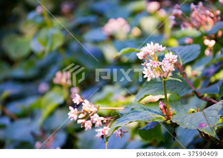 Pink and white flowers with small bokeh 37590409
