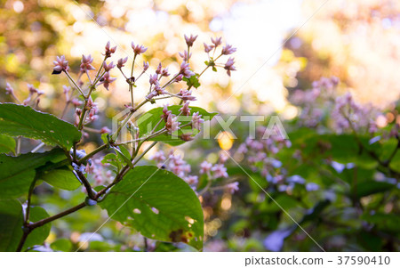 Pink and white flowers with small bokeh Pink and white flowers with small bokeh 37590410