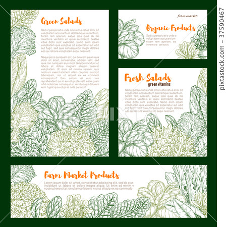 Vector fresh farm salad vegetables sketch poster - Stock Illustration ...