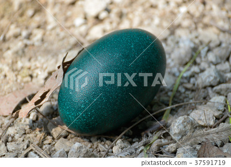 Emu egg 37591719