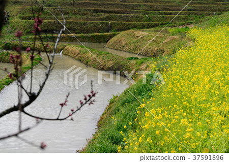 Spring Oyama Senjita Spring Oyama Senjita 37591896