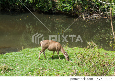 Sambar Doe Deer, Southeast Asian and Indian Deer 37592022