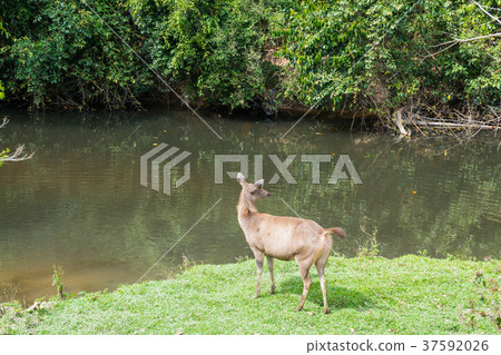 Sambar Doe Deer, Southeast Asian and Indian Deer 37592026