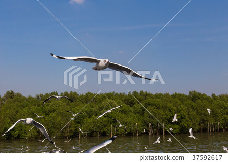 Slender-billed Gull flying 37592617