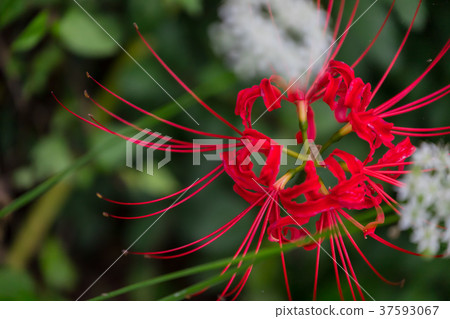 群集孤挺花 37593067