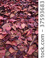 落葉 37593683
