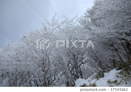 Gozaishodake(三重縣)的雪花,雪景 Gozaishodake(三重縣)的雪花,雪景 37593862
