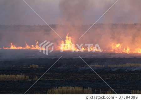 dry field burning flame dry field burning flame 37594099