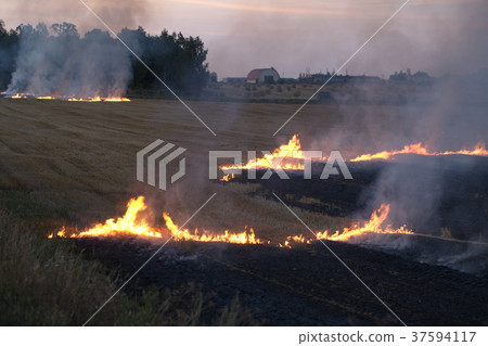 dry field burning flame dry field burning flame 37594117