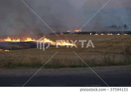 dry field burning flame 37594133