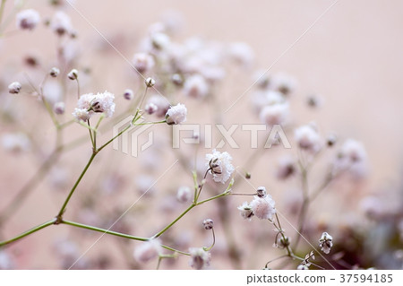 Twig with flowers of Gypsophila paniculate close Twig with flowers of Gypsophila paniculate close 37594185