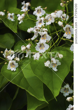 Close up of Indian Bean Tree flowers Catalpa Close up of Indian Bean Tree flowers Catalpa 37594200