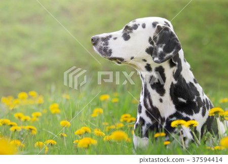 Cute happy dog puppy laying on fresh summer grass Cute happy dog puppy laying on fresh summer grass 37594414