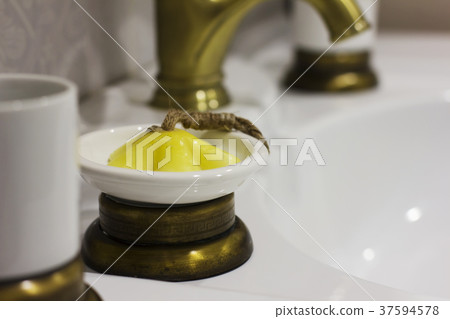 Figure soap in soap dish in elegant bathroom Figure soap in soap dish in elegant bathroom 37594578