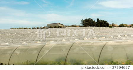 Tomato Greenhouses - Pachino Sicily Italy Tomato Greenhouses - Pachino Sicily Italy 37594637