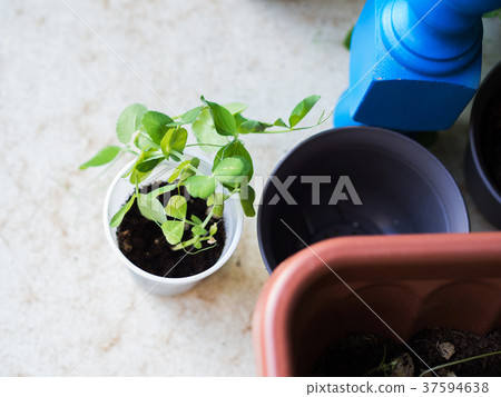 Soy bud sprout growing in plastic cup Soy bud sprout growing in plastic cup 37594638