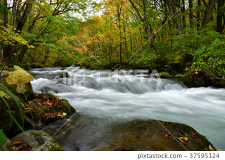Oirase山間溪流Oirase山間溪流在秋天“Sanran的流動” 37595124