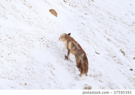 Hondo Gitsune紅狐狸fox Fox日本紅狐狸野生動物雪冬自然 照片素材 圖片 圖庫