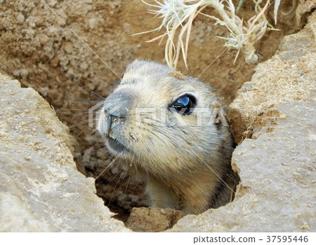 Gopher looks out of a mink. 37595446