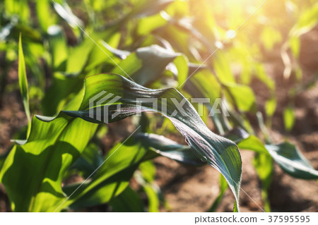 corn field with sunset 37595595