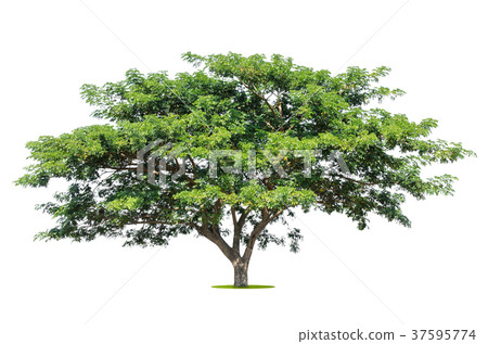 tropical tree isolate on white background 37595774