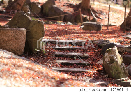 Fallen leaves  37596144