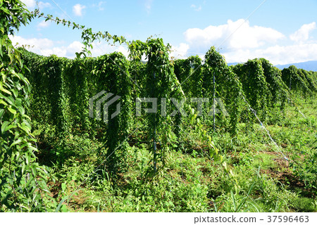 Taking a picture of the landscape of a lush vine in the long fields in the Atsuzawa area, Hokkaido, in midsummer Taking a picture of the landscape of a lush vine in the long fields in the Atsuzawa area, Hokkaido, in midsummer 37596463