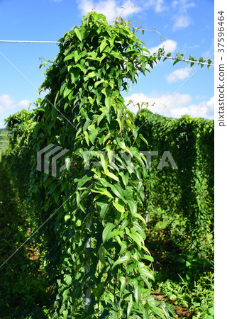 Taking a picture of the landscape of a lush vine in the long fields in the Atsuzawa area, Hokkaido, in midsummer Taking a picture of the landscape of a lush vine in the long fields in the Atsuzawa area, Hokkaido, in midsummer 37596464