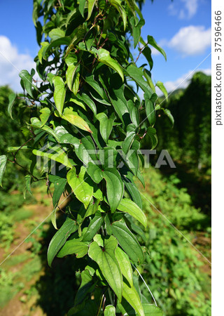 Taking a picture of the landscape of a lush vine in the long fields in the Atsuzawa area, Hokkaido, in midsummer 37596466