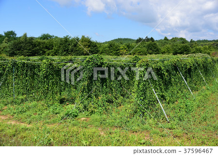 在仲夏的北海道Atsuzawa地區的長長的田野中拍攝鬱鬱蔥蔥的藤蔓景觀 37596467