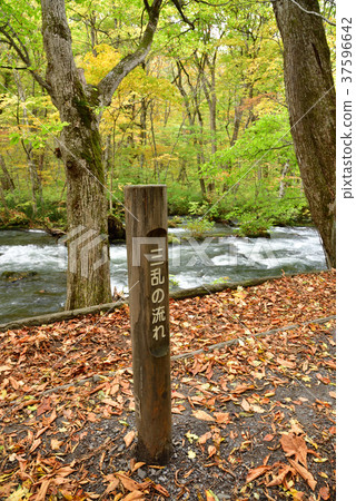 Oirase mountain stream Oirase mountain stream in the fall "Flow of the Sanryuu" column 37596642