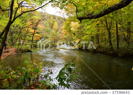 Oirase山間小溪Oarase山間小溪在秋天，靠近石流緩和的流動 37596643